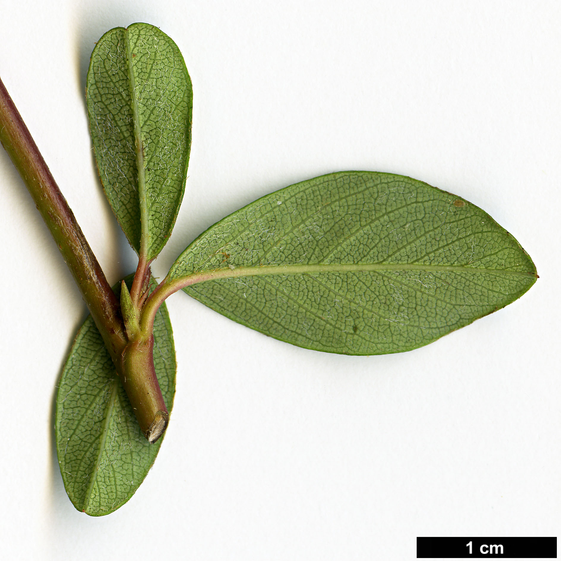 High resolution image: Family: Rosaceae - Genus: Cotoneaster - Taxon: dammeri